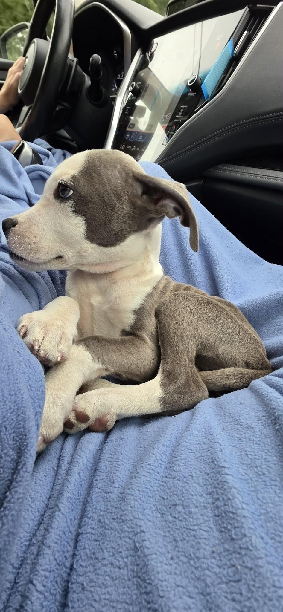 Hades, a Adoptable mixed breed in Portland, ME image 2/3