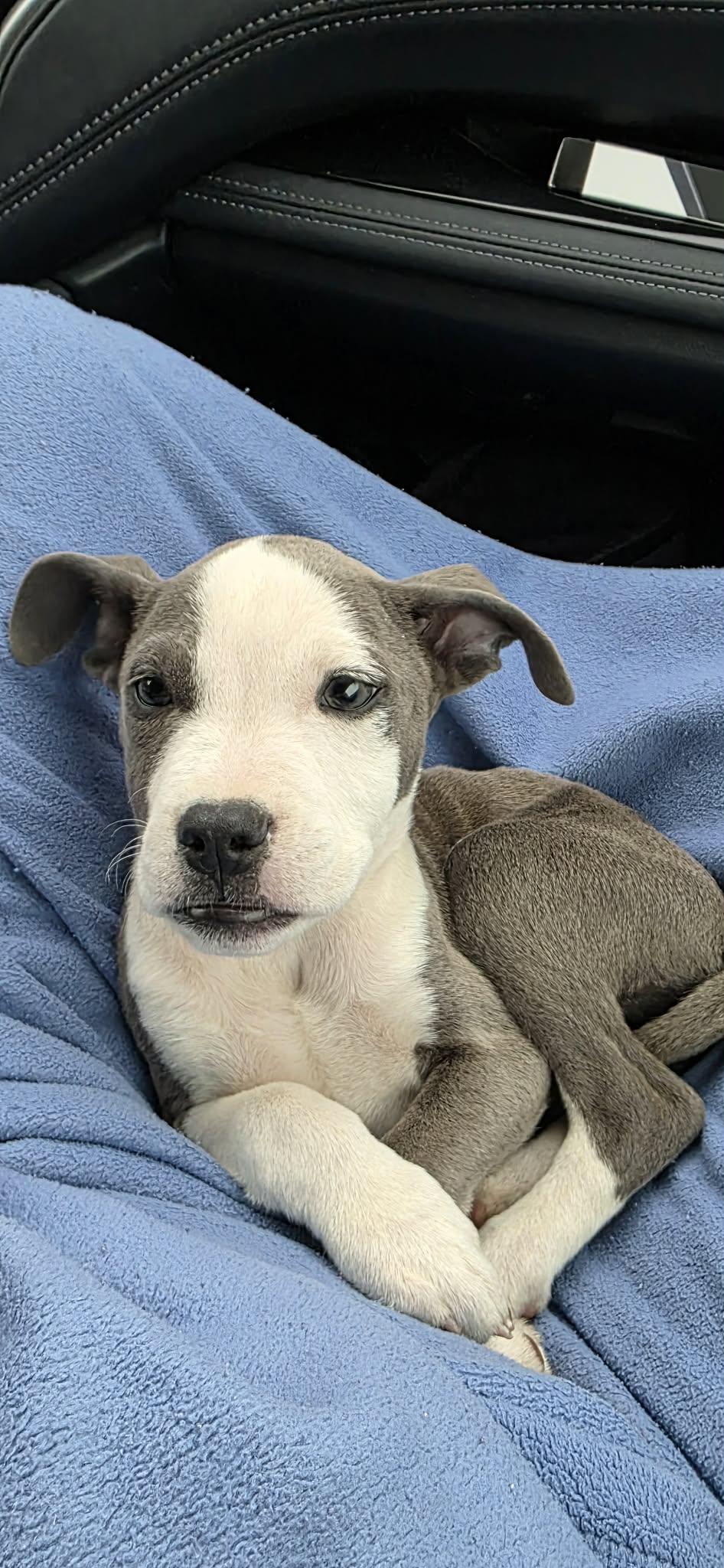 Hades, a Adoptable mixed breed in Portland, ME image 3/3