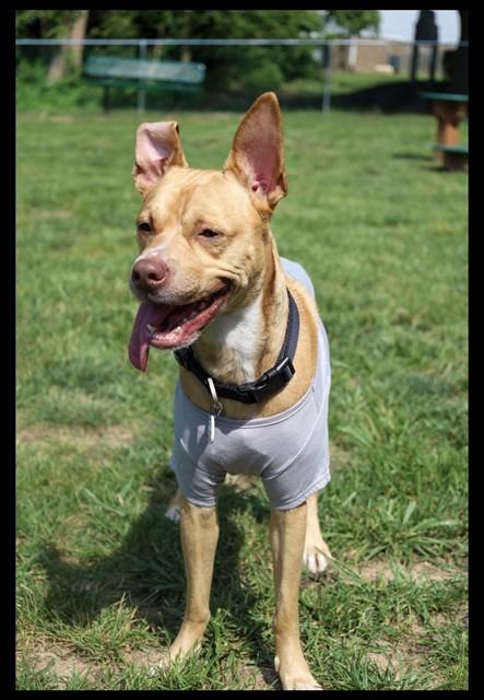 OZZY, Adoptable, Adult Male Feist.