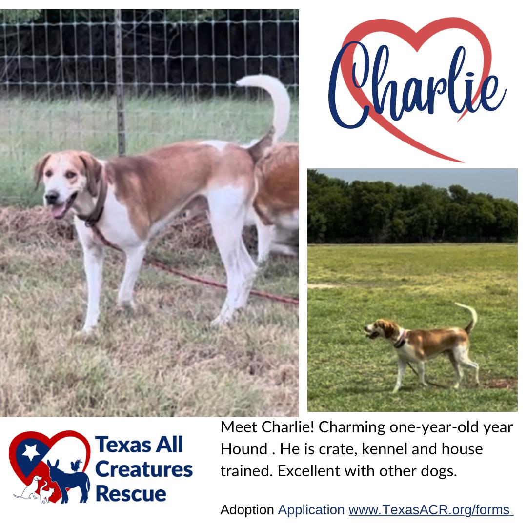 Charlie, Adoptable, Adult Male Hound.