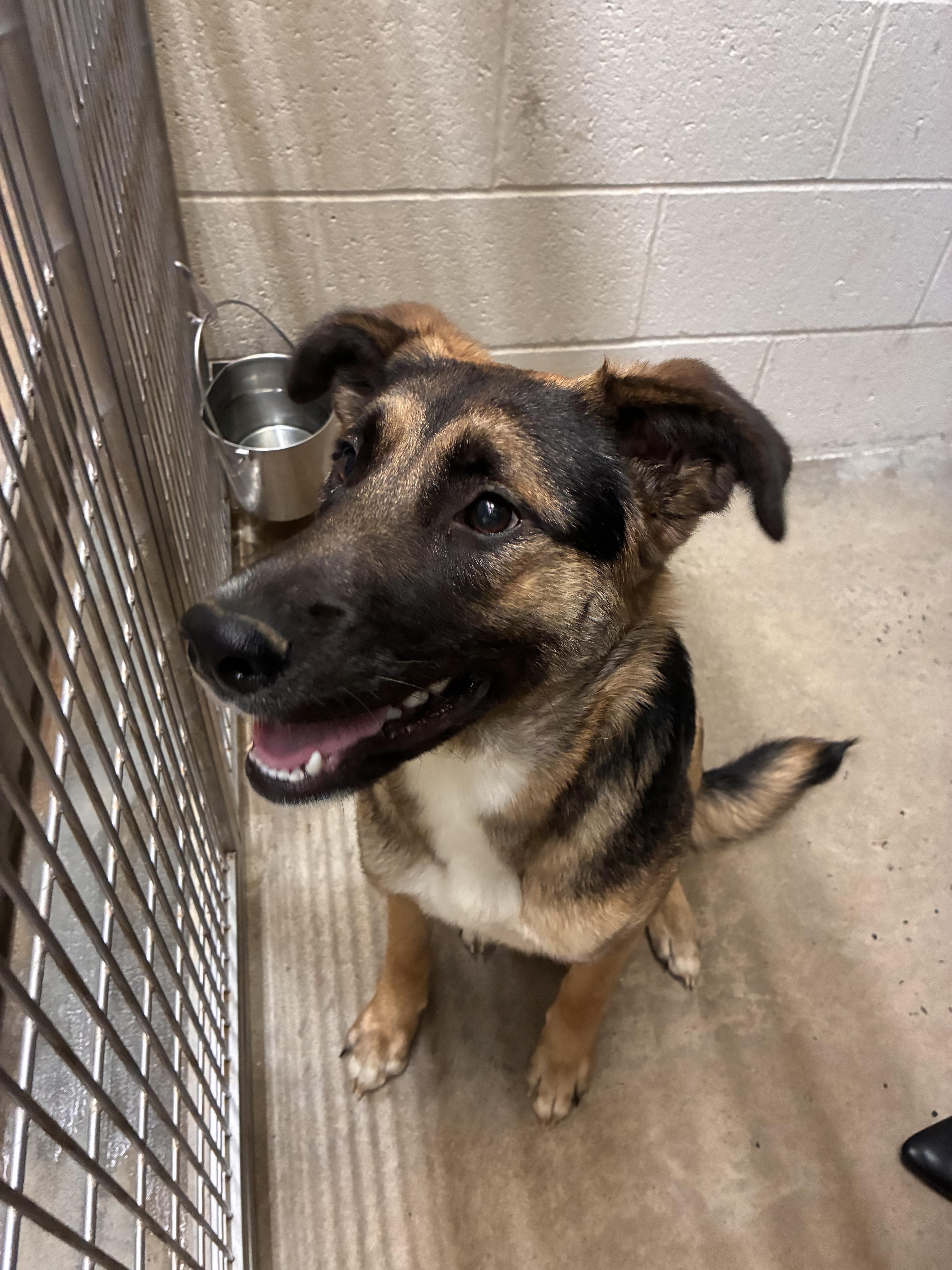 Petunia, adopted, Puppy Female German Shepherd Dog.