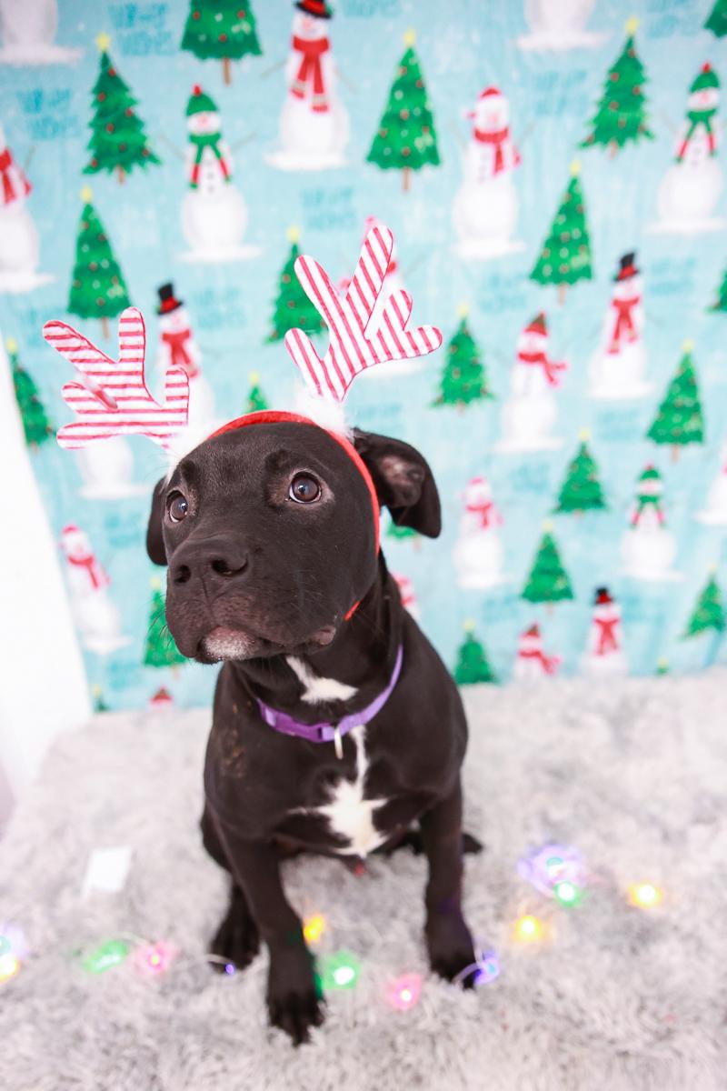 Enlarge Blade, a Adoptable mixed breed in Loogootee, IN image 4/4