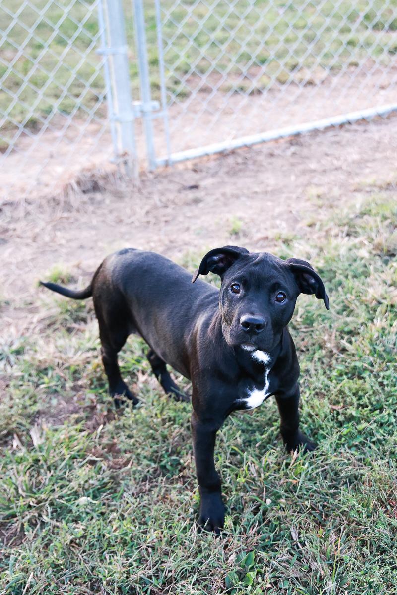 Enlarge Blade, a Adoptable mixed breed in Loogootee, IN image 3/4