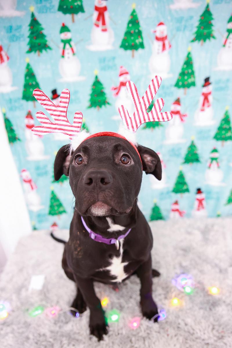 Enlarge Blade, a Adoptable mixed breed in Loogootee, IN image 1/4