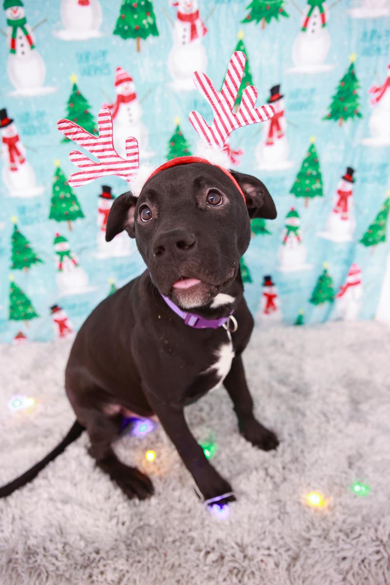 Enlarge Blade, a Adoptable mixed breed in Loogootee, IN image 2/4