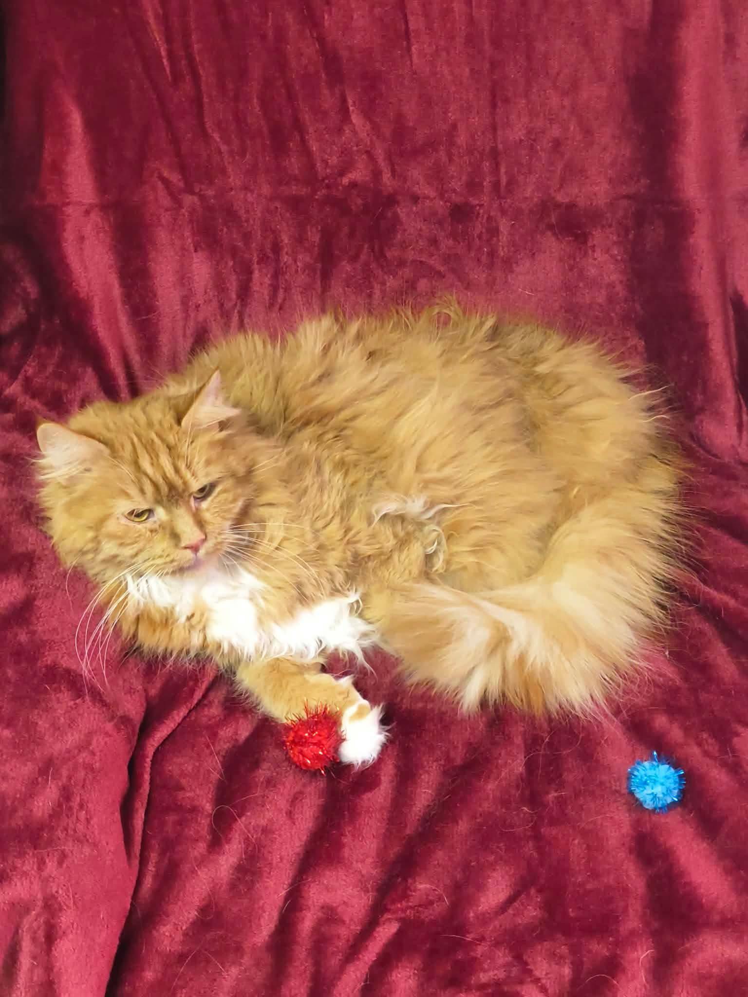 Enlarge Frito, an adopted mixed breed in Greensburg, PA image 1/3