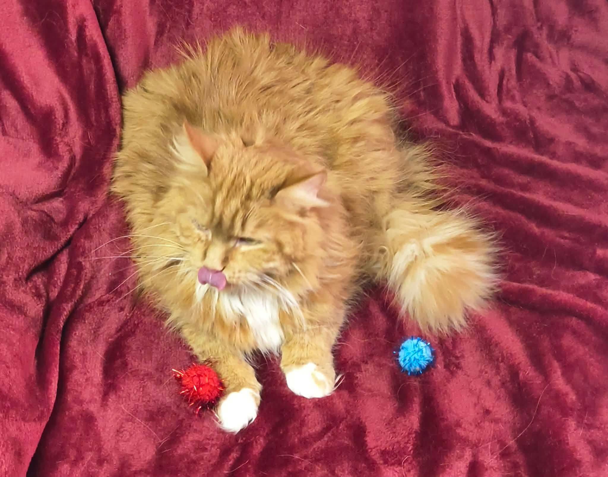 Enlarge Frito, an adopted mixed breed in Greensburg, PA image 2/3