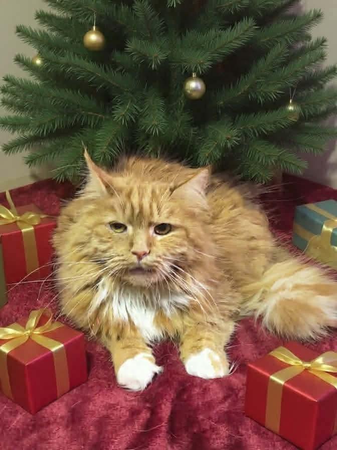 Enlarge Frito, an adopted mixed breed in Greensburg, PA image 3/3