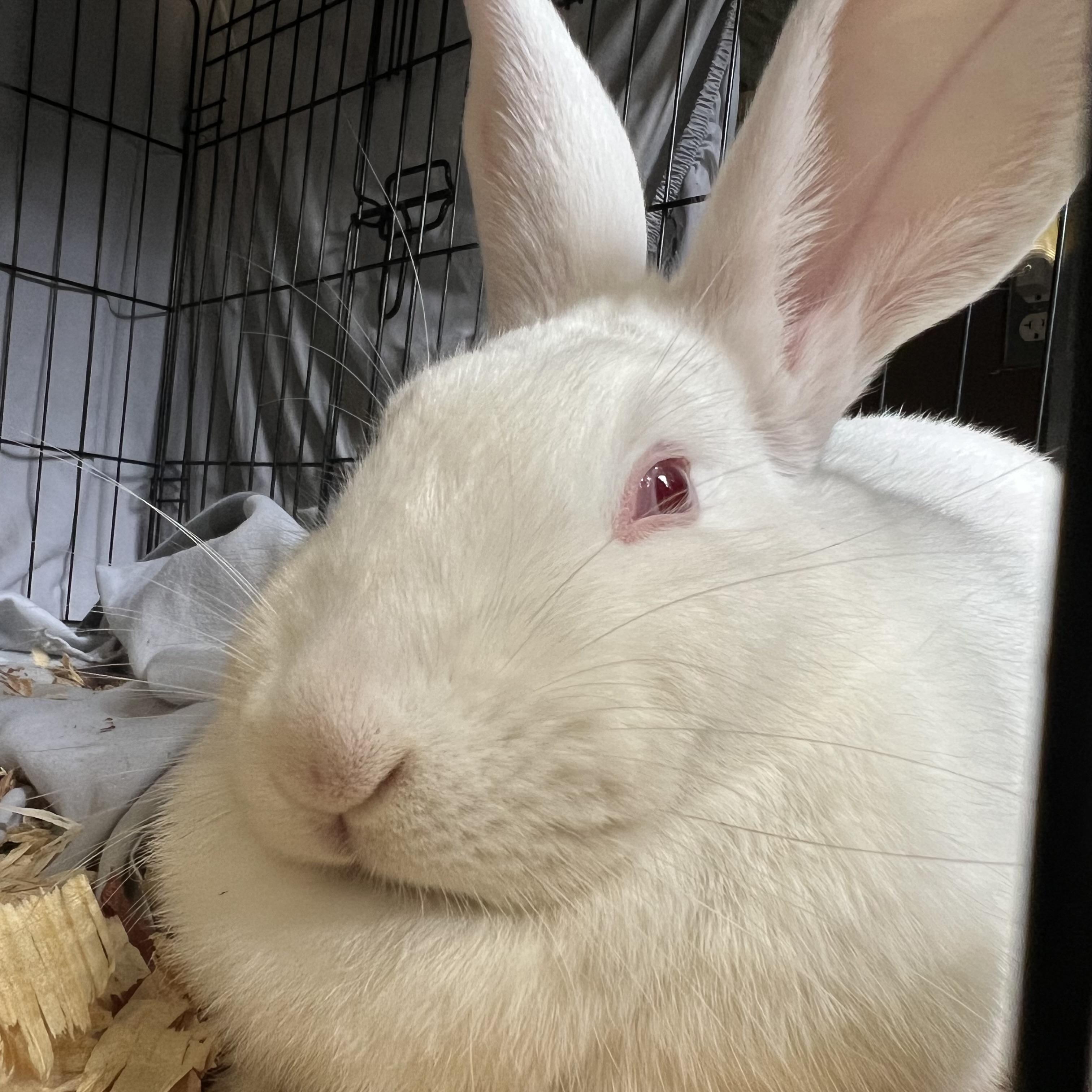 Gertrude **NO FEE** (Sponsored by Bowlmor Lanes Fairmont), ADOPTABLE, Adult Female American.