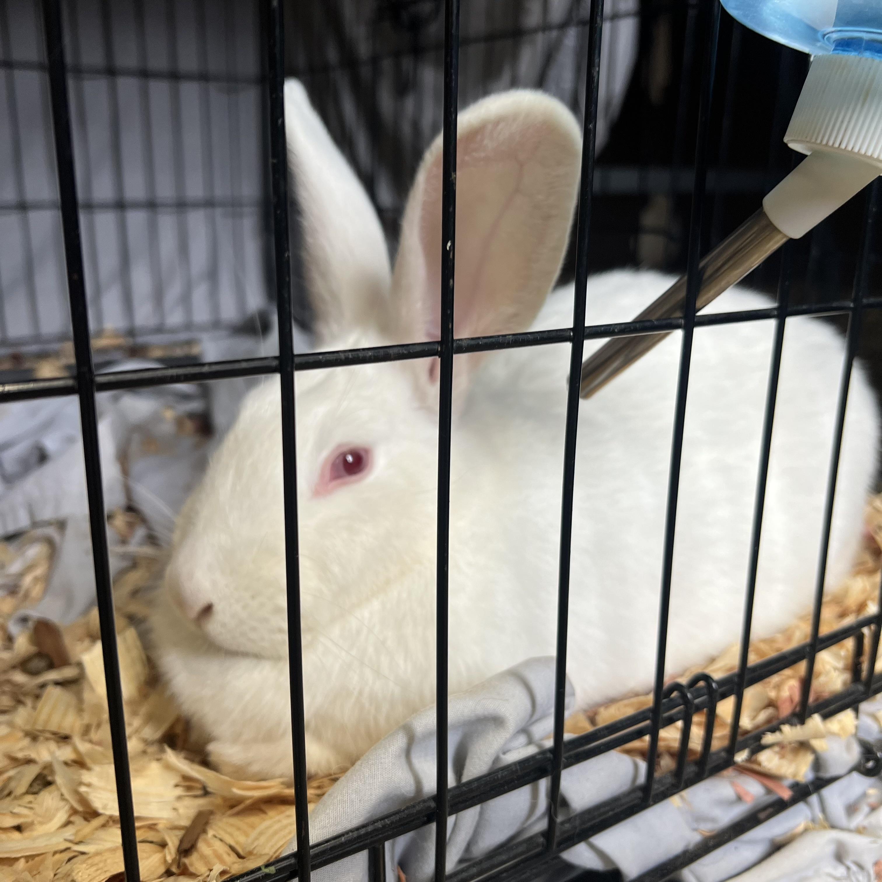 Enlarge Gertrude **NO FEE** (Sponsored by Bowlmor Lanes Fairmont), a ADOPTABLE American in Fairmont, MN image 3/4