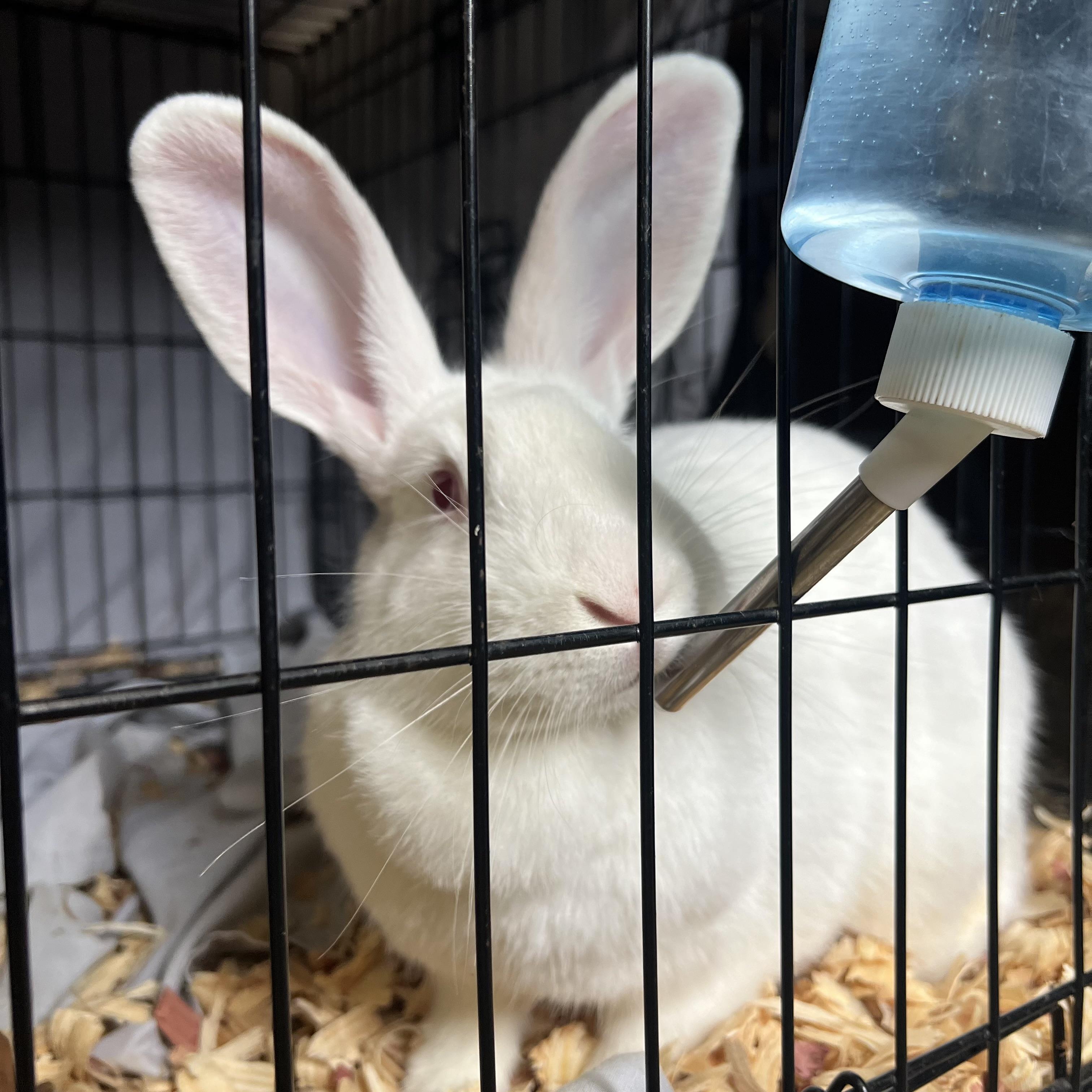 Enlarge Gertrude **NO FEE** (Sponsored by Bowlmor Lanes Fairmont), a ADOPTABLE American in Fairmont, MN image 2/4