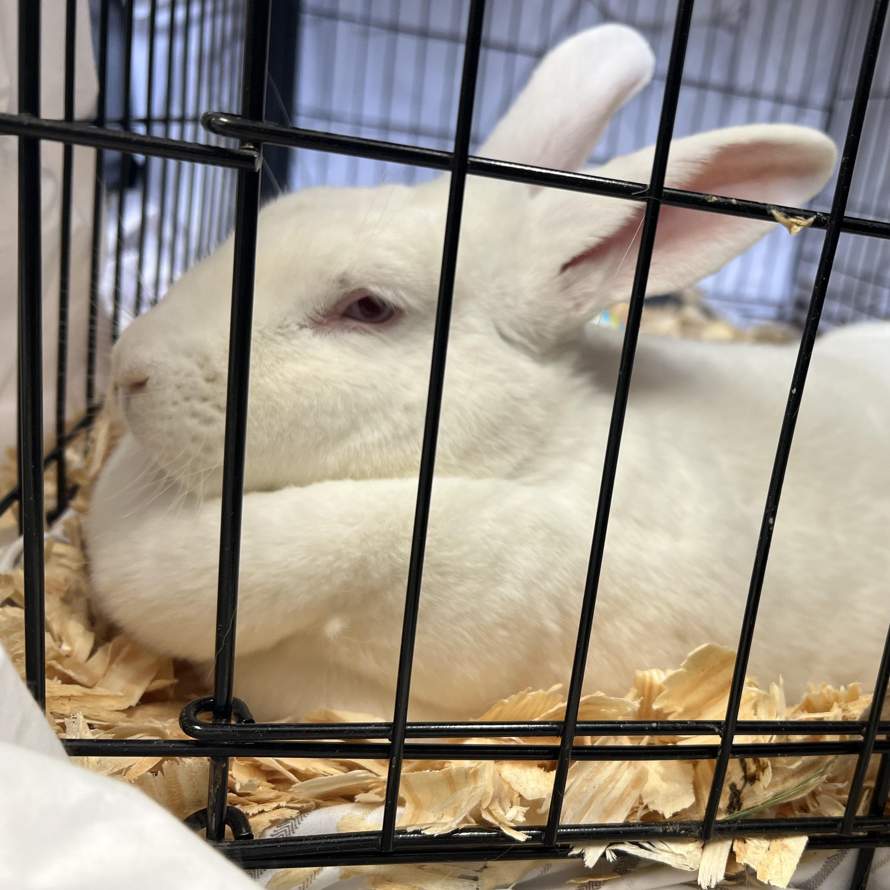 Enlarge Gertrude **NO FEE** (Sponsored by Bowlmor Lanes Fairmont), a ADOPTABLE American in Fairmont, MN image 4/4