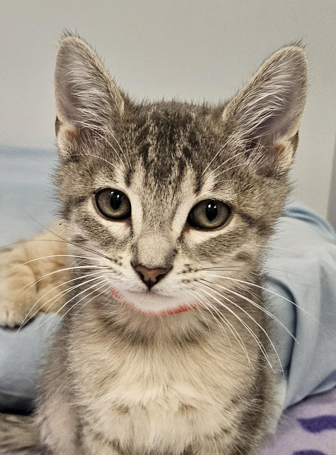 Mulan, ADOPTABLE, Young Female Domestic Short Hair.