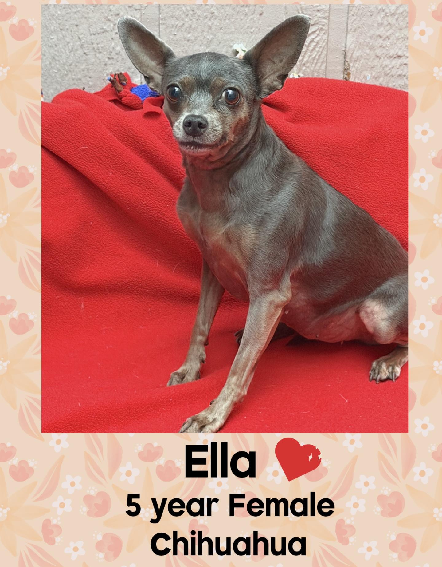 ELLA – 5 YEAR FEMALE CHIHUAHUA@ PETCO, 5011 E. RAY ROAD, PHX 85044 ON SATURDAY, OCT 25th, 11–2PM