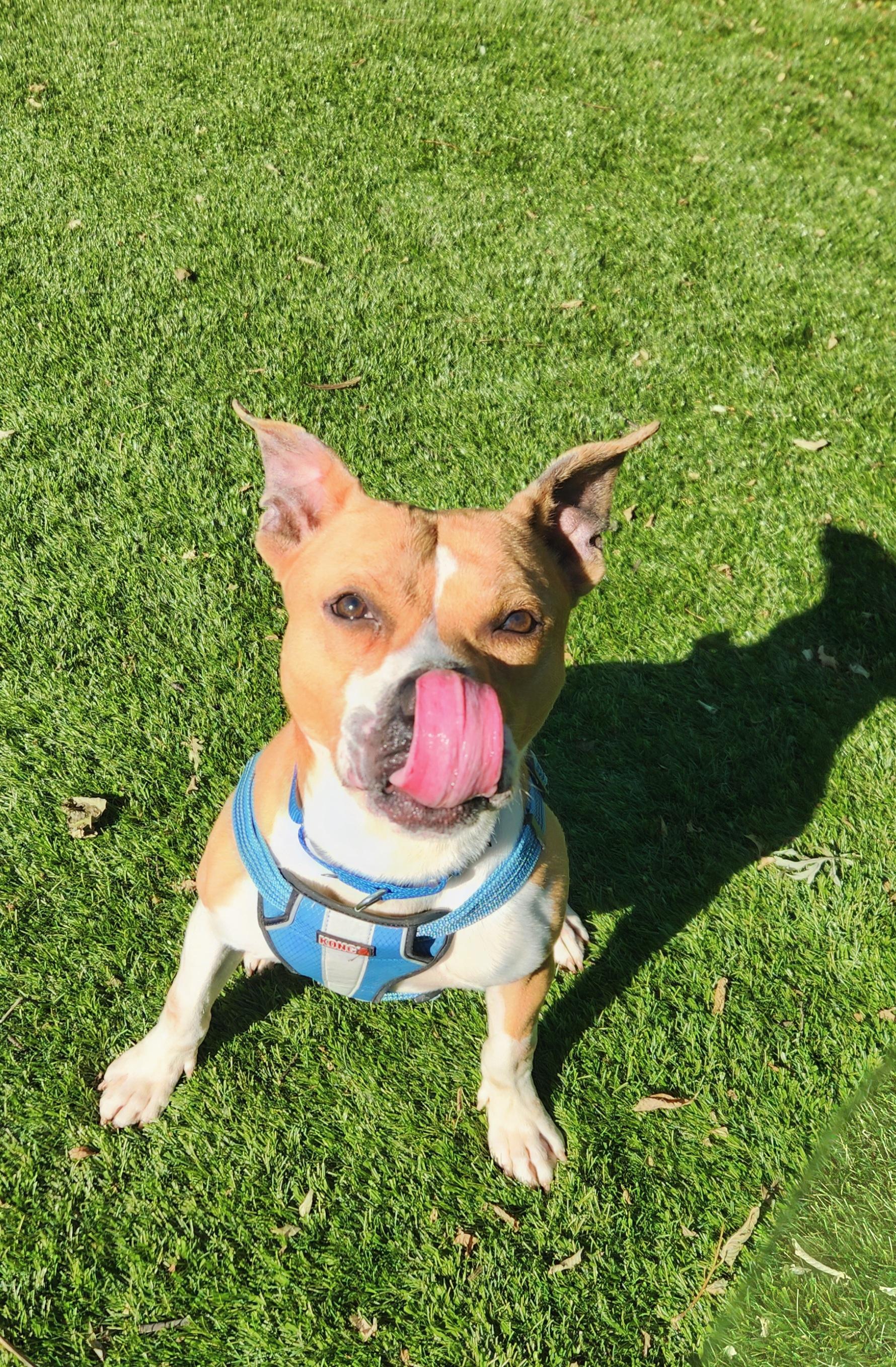 Enlarge Buddy, a ADOPTABLE mixed breed in Sewaren, NJ image 2/2