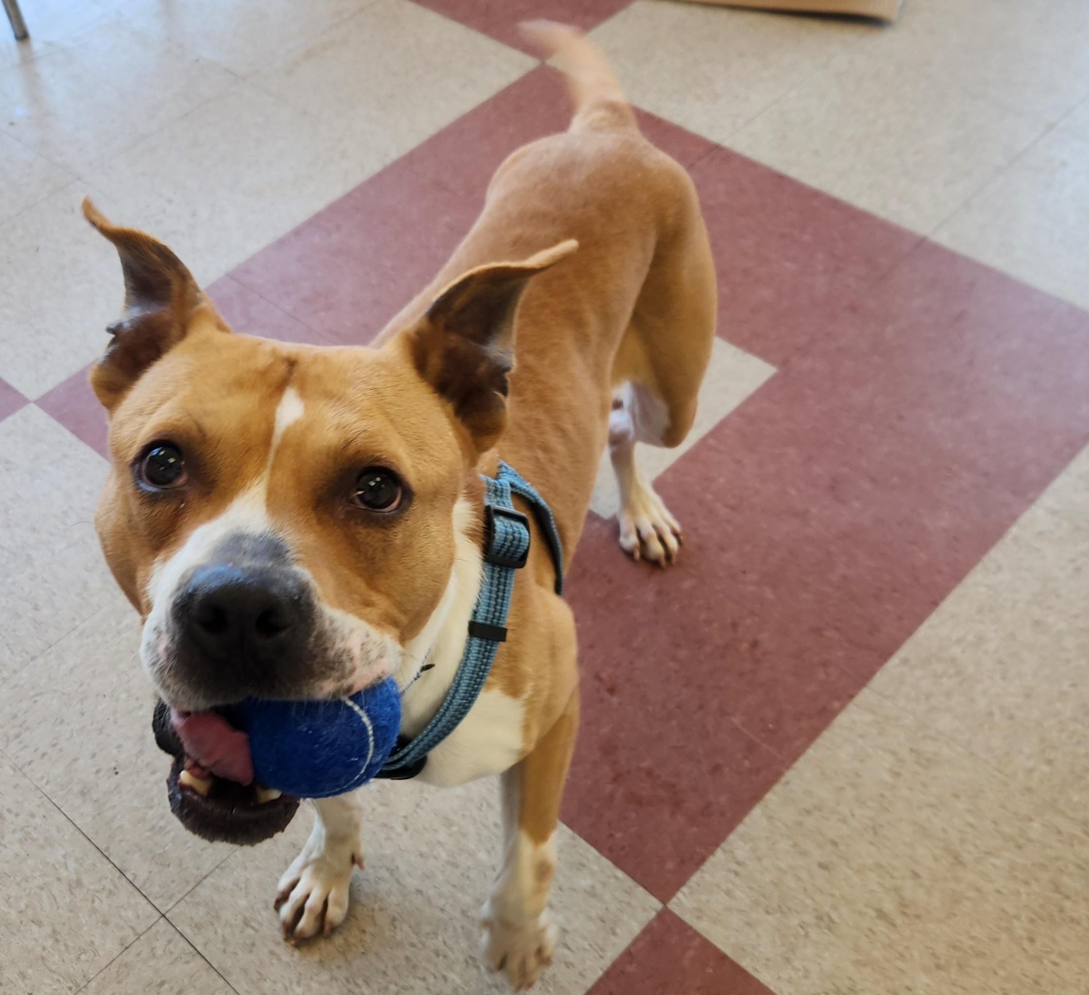 Buddy, ADOPTABLE, Adult Male Terrier & Boxer.