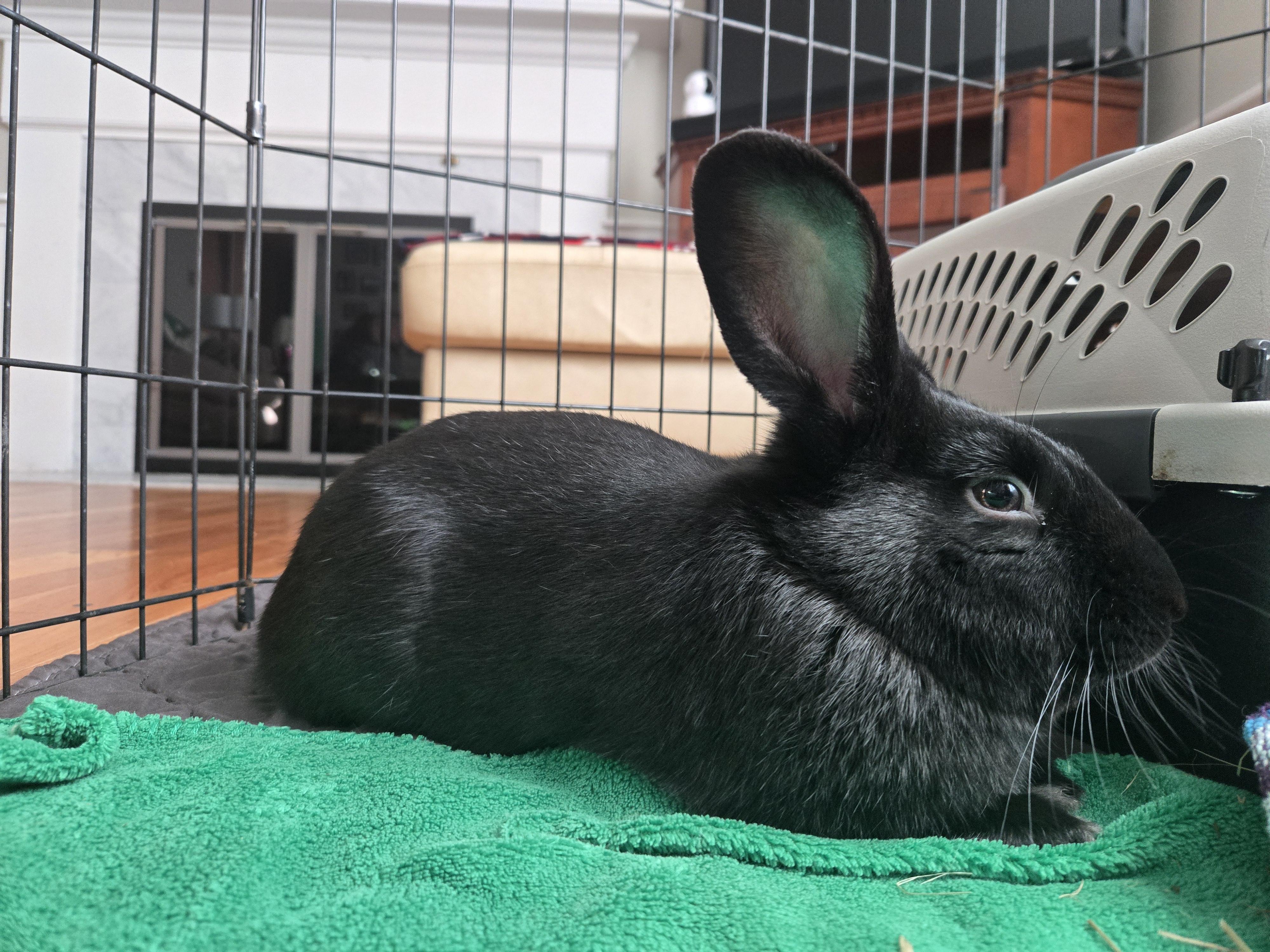 Enlarge Willis, an adopted American in Andover, MA image 5/6