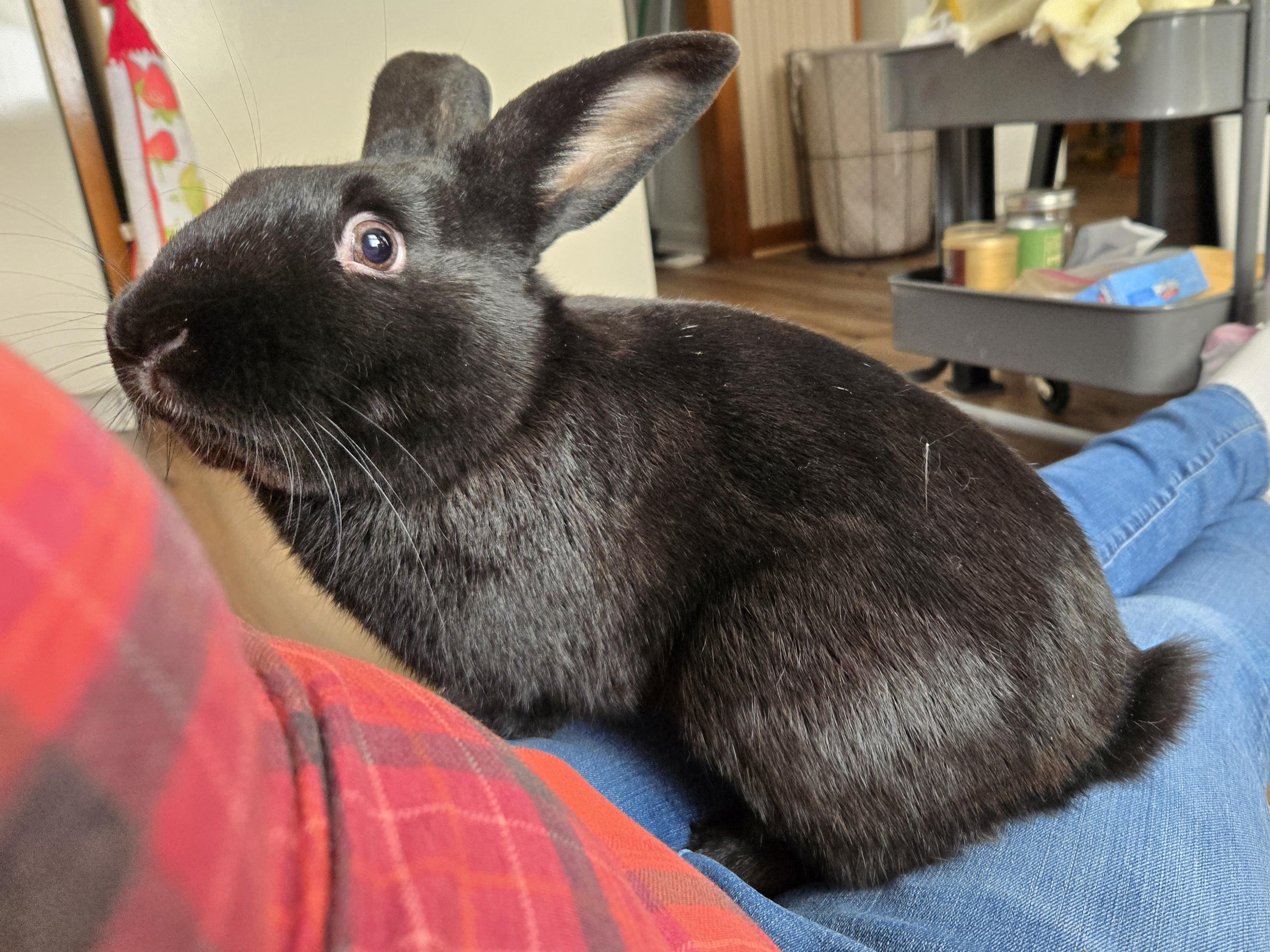 Enlarge Willis, an adopted American in Andover, MA image 2/6