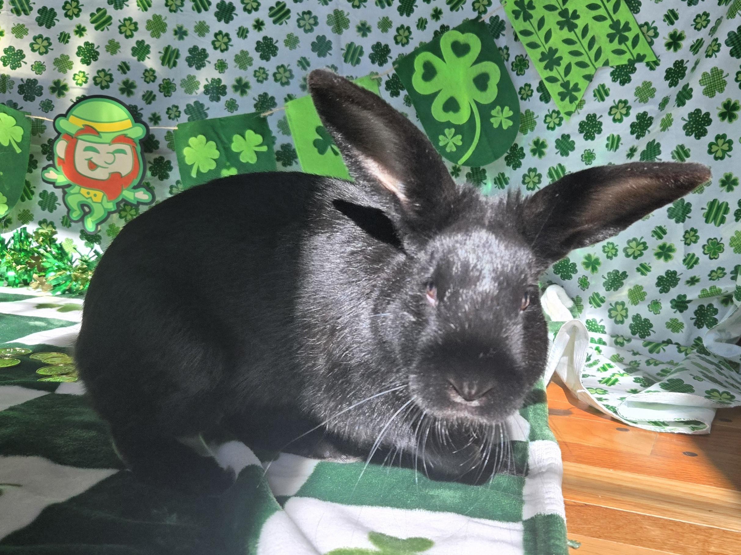 Willis, adopted, Young Male American.