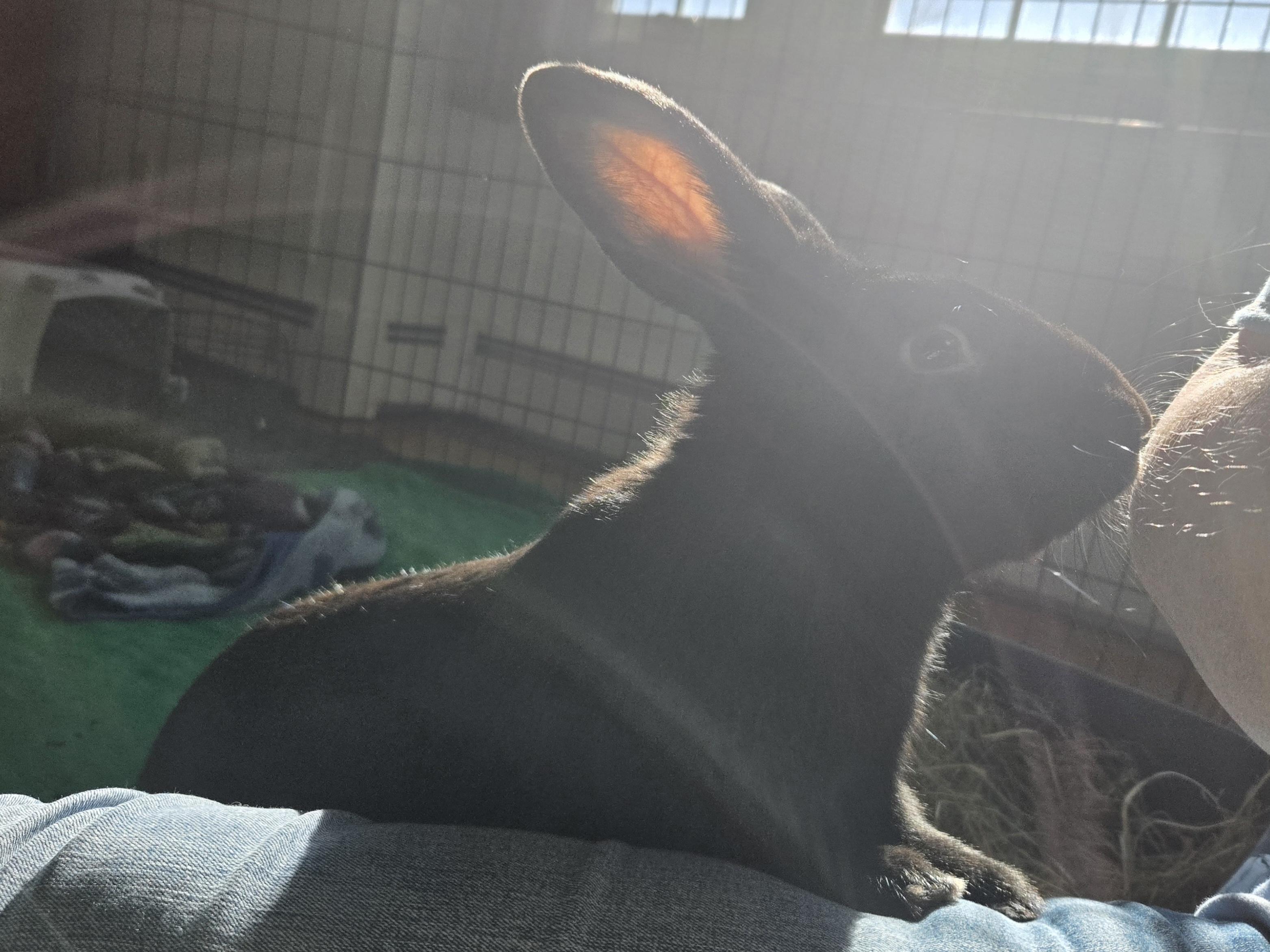 Enlarge Willis, an adopted American in Andover, MA image 6/6