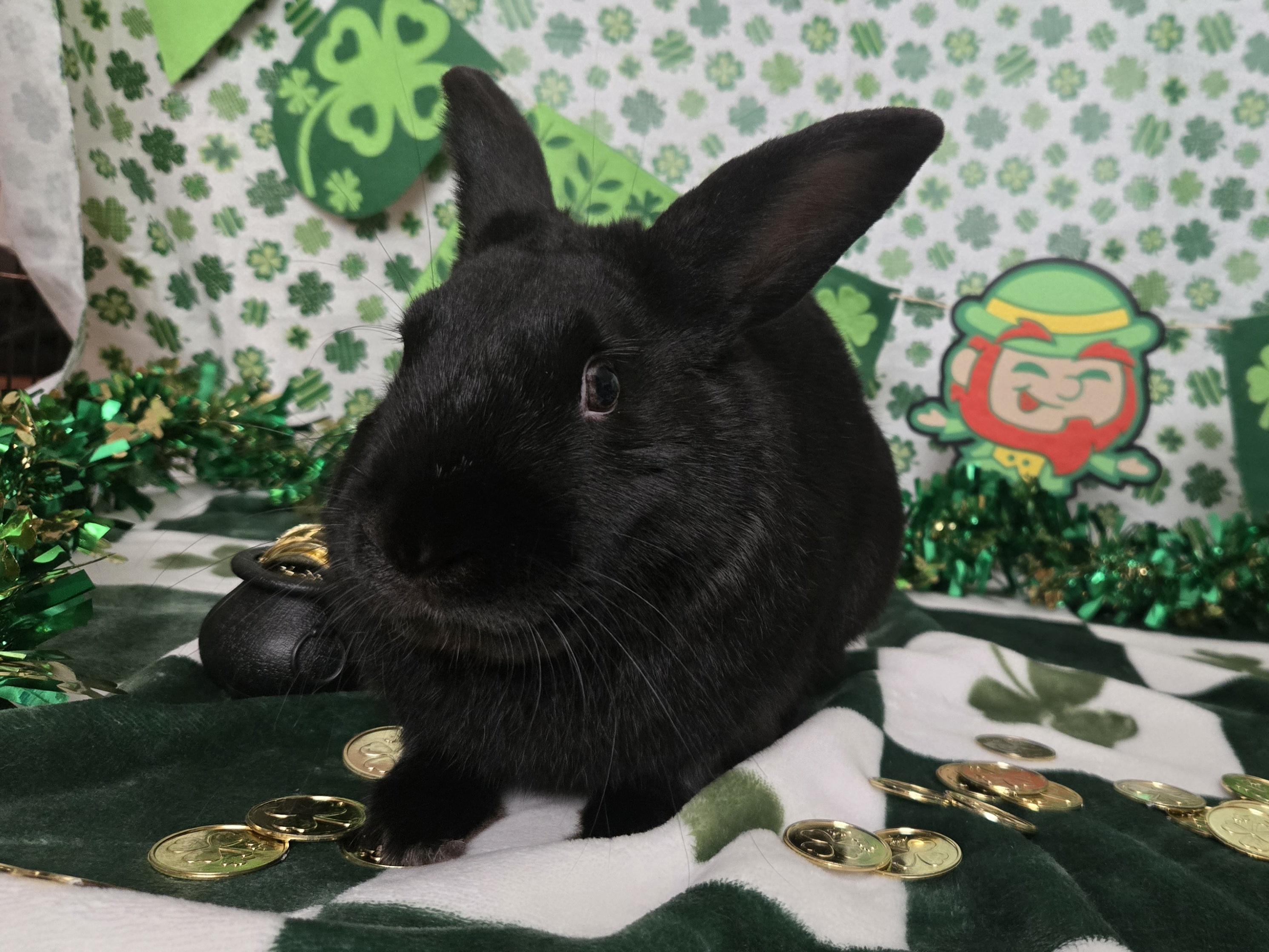 Enlarge Willis, an adopted American in Andover, MA image 4/6