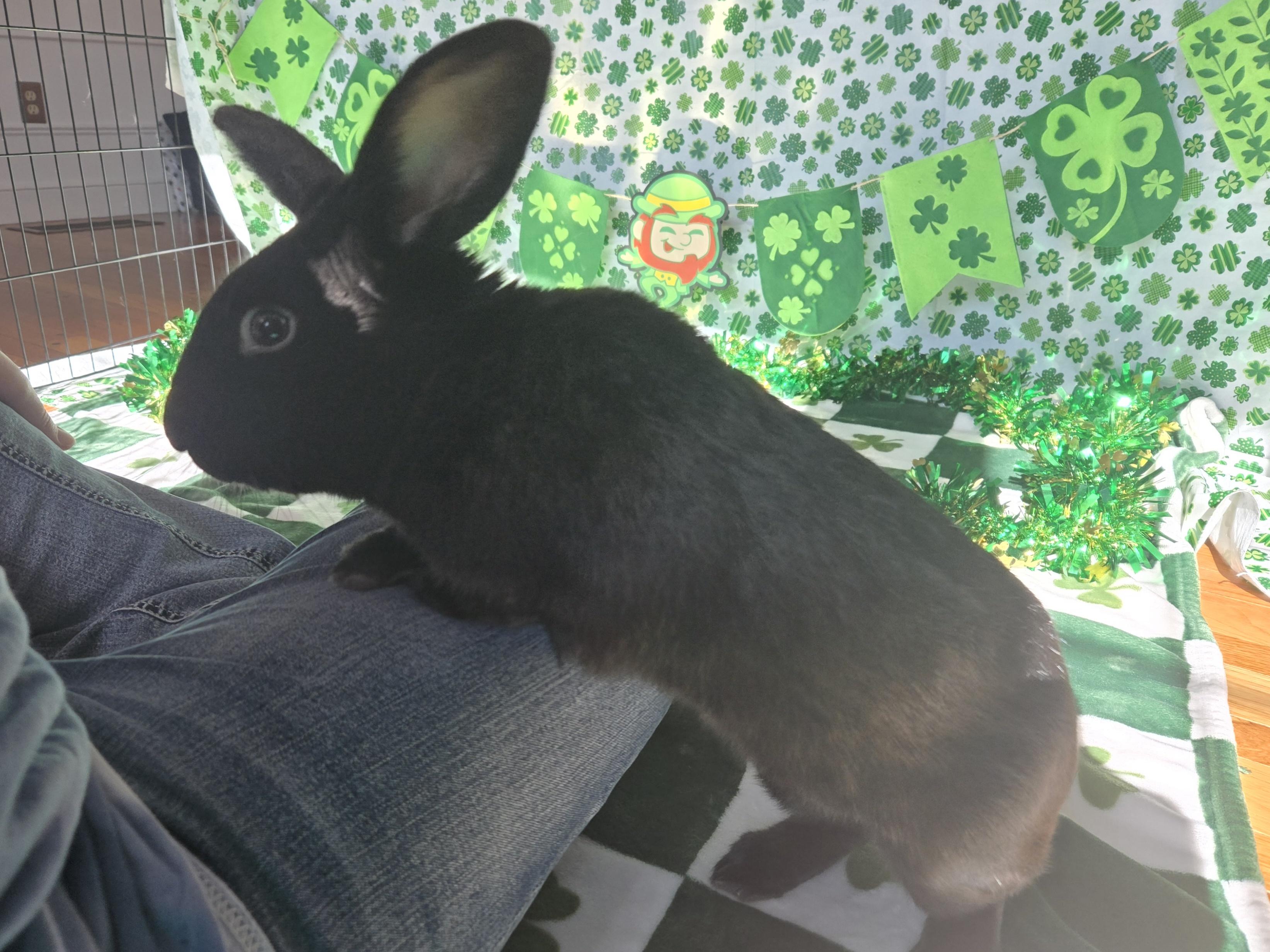 Enlarge Willis, an adopted American in Andover, MA image 3/6