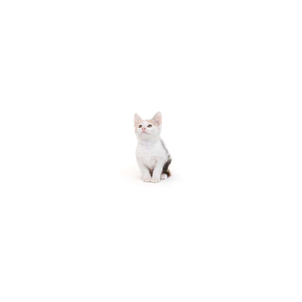 Enlarge Oleander, a Adoptable Domestic Short Hair in Playa Vista, CA image 1/1
