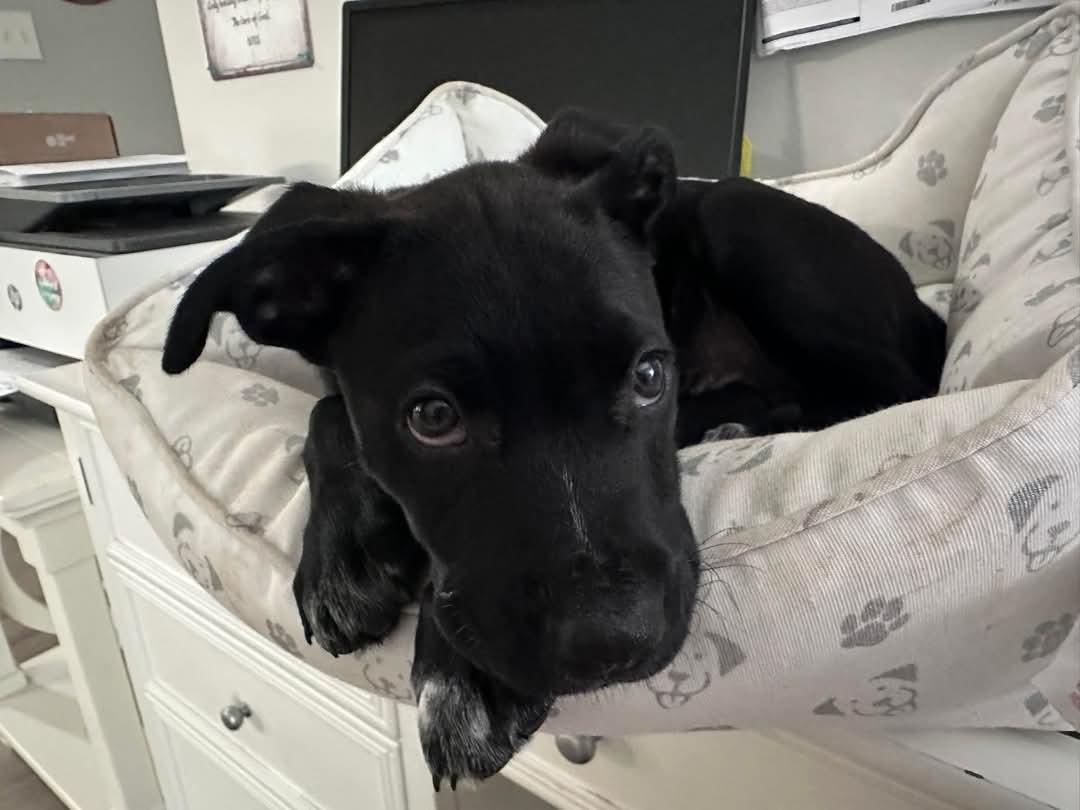 LINCOLN, a Adopted mixed breed in Broadalbin, NY image 4/6