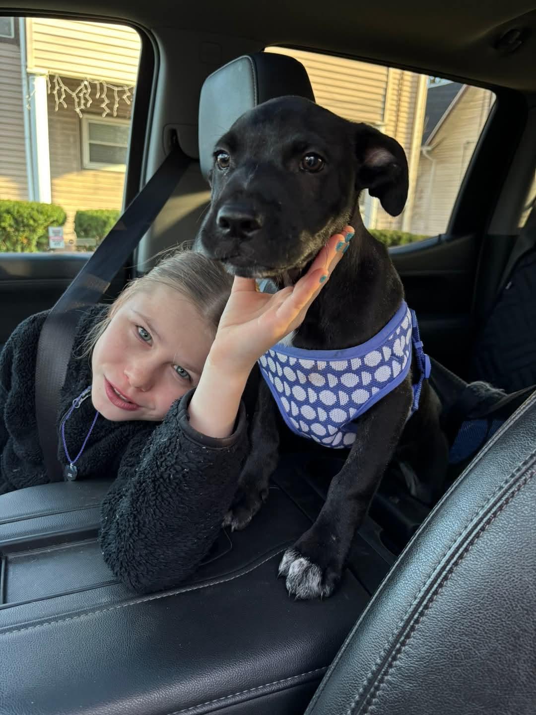 LINCOLN, a Adopted mixed breed in Broadalbin, NY image 2/6