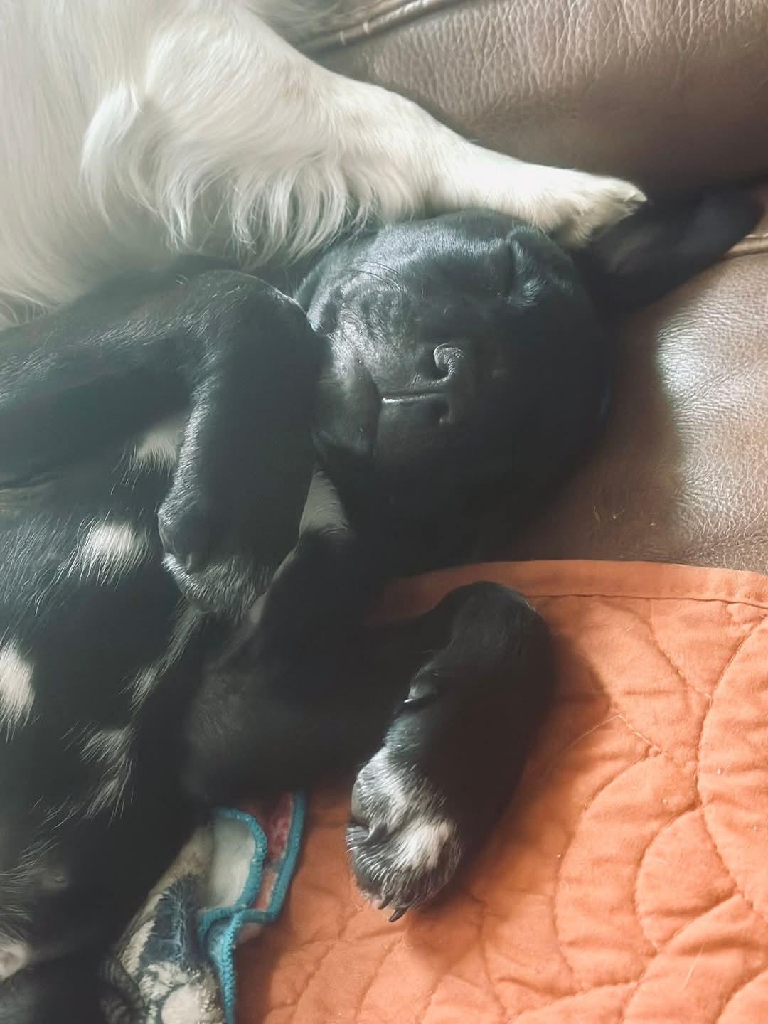 LINCOLN, a Adopted mixed breed in Broadalbin, NY image 5/6