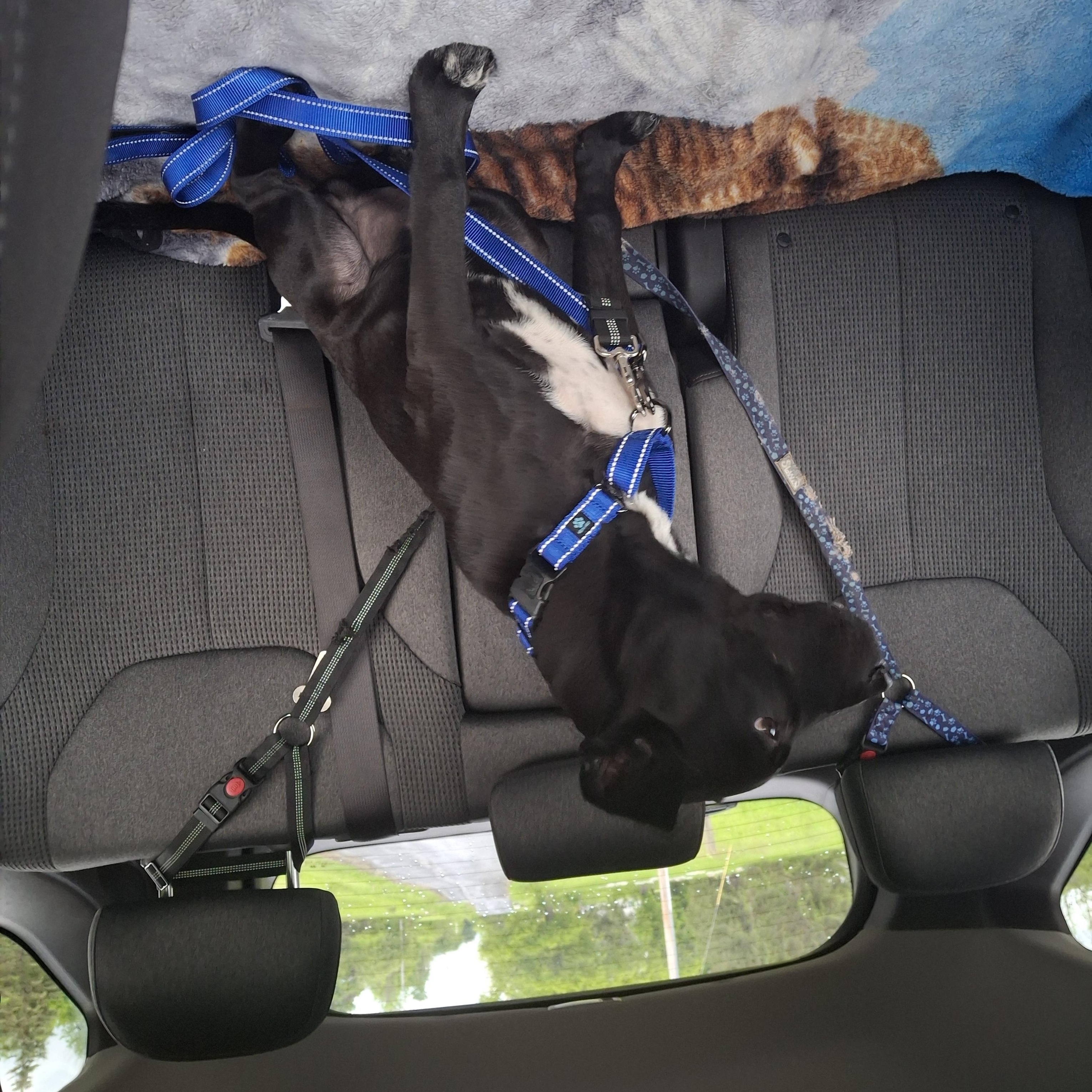 LINCOLN, a Adopted mixed breed in Broadalbin, NY image 3/6