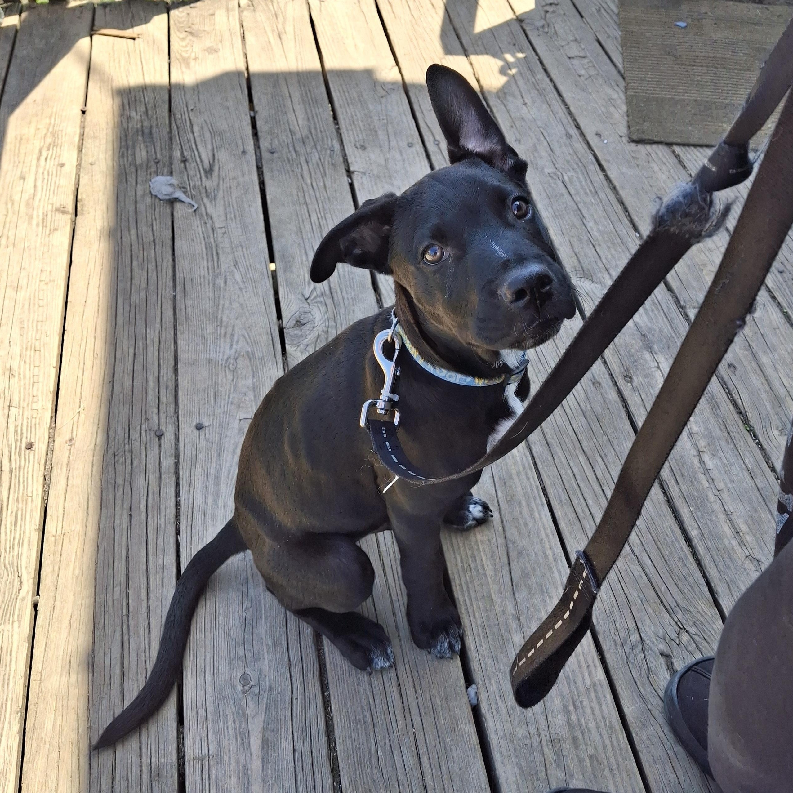 LINCOLN, a Adopted mixed breed in Broadalbin, NY image 1/6
