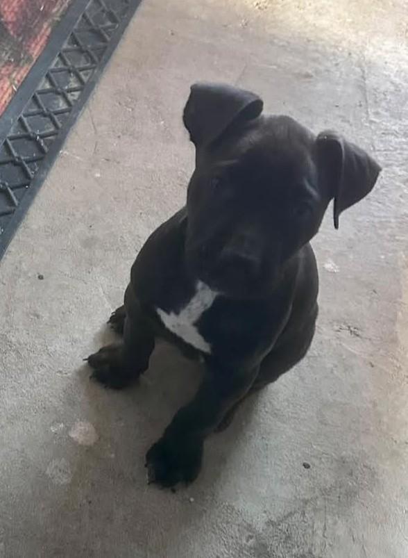 LINCOLN, a Adopted mixed breed in Broadalbin, NY image 6/6