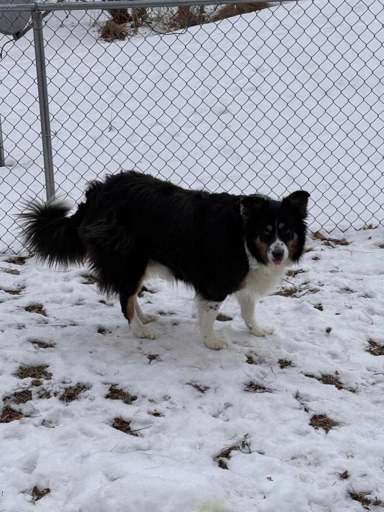 Enlarge Sassy Pants, a Adoptable mixed breed in Waunakee, WI image 1/3