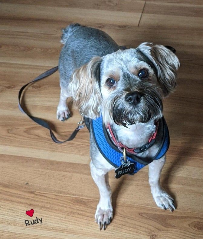 Rudy, Adoptable, Adult Male Yorkshire Terrier.