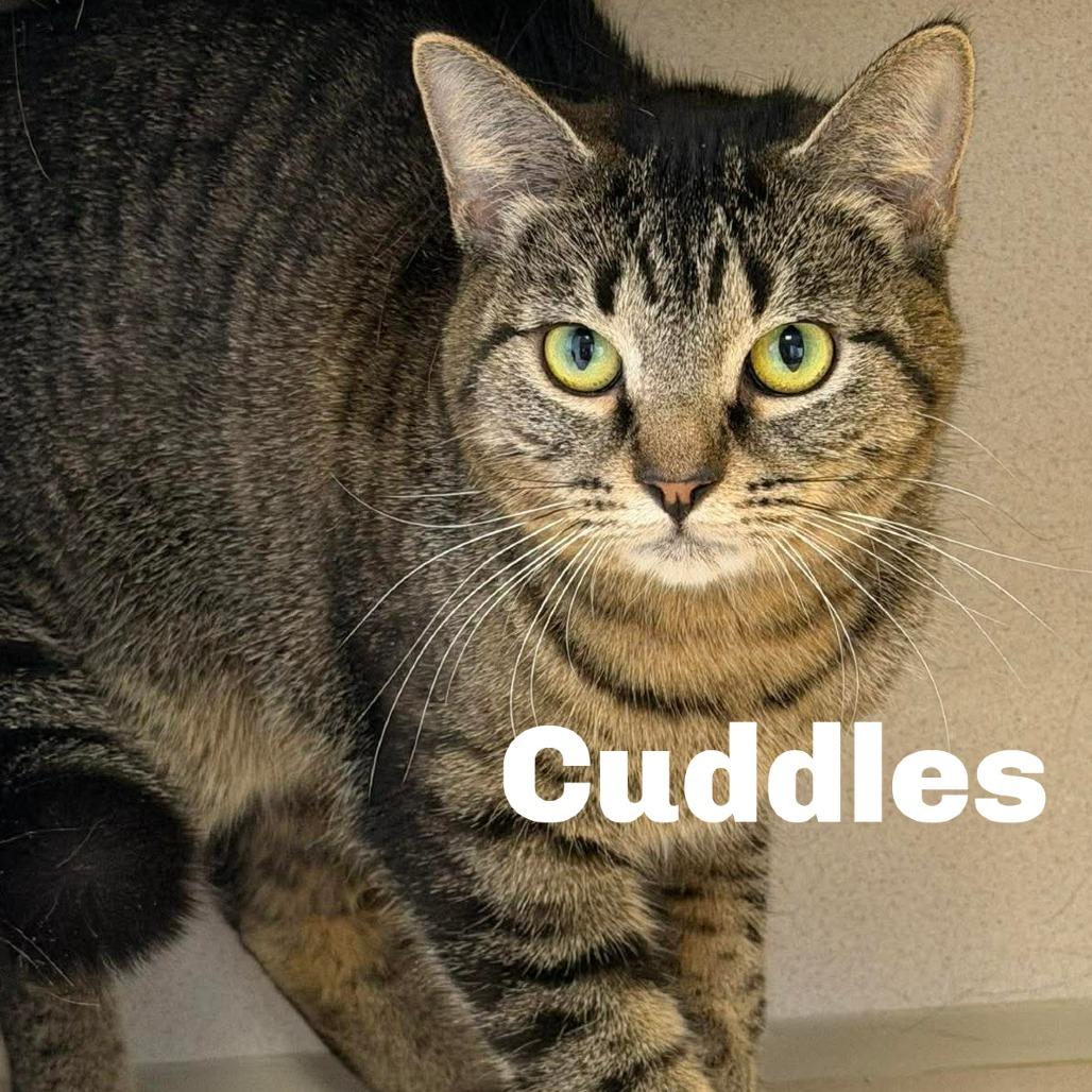Enlarge Cuddles 260198, a Adoptable Domestic Short Hair in Escanaba, MI image 1/1