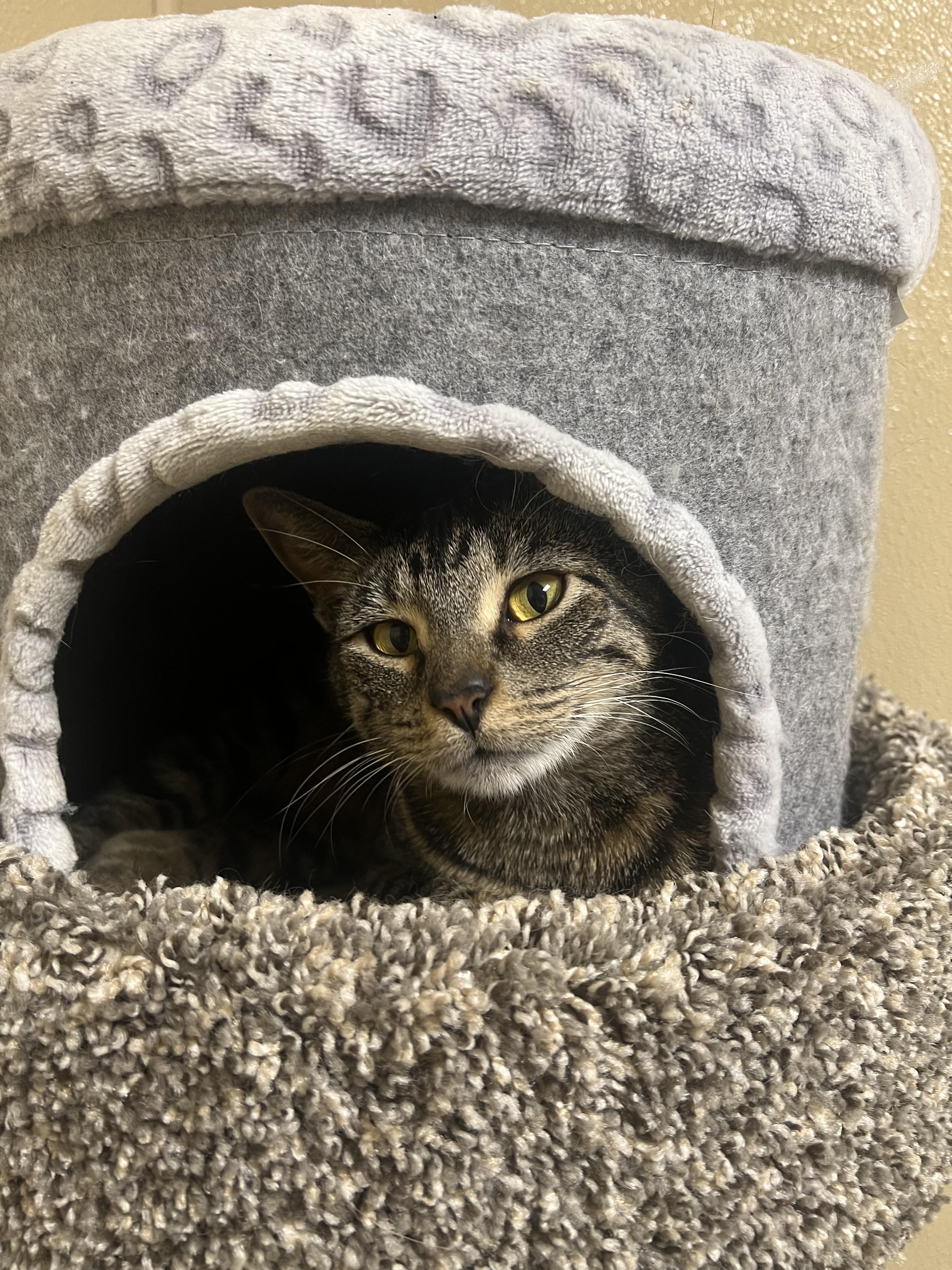 Gabby, a Adoptable Domestic Short Hair in Quincy, IL image 1/2