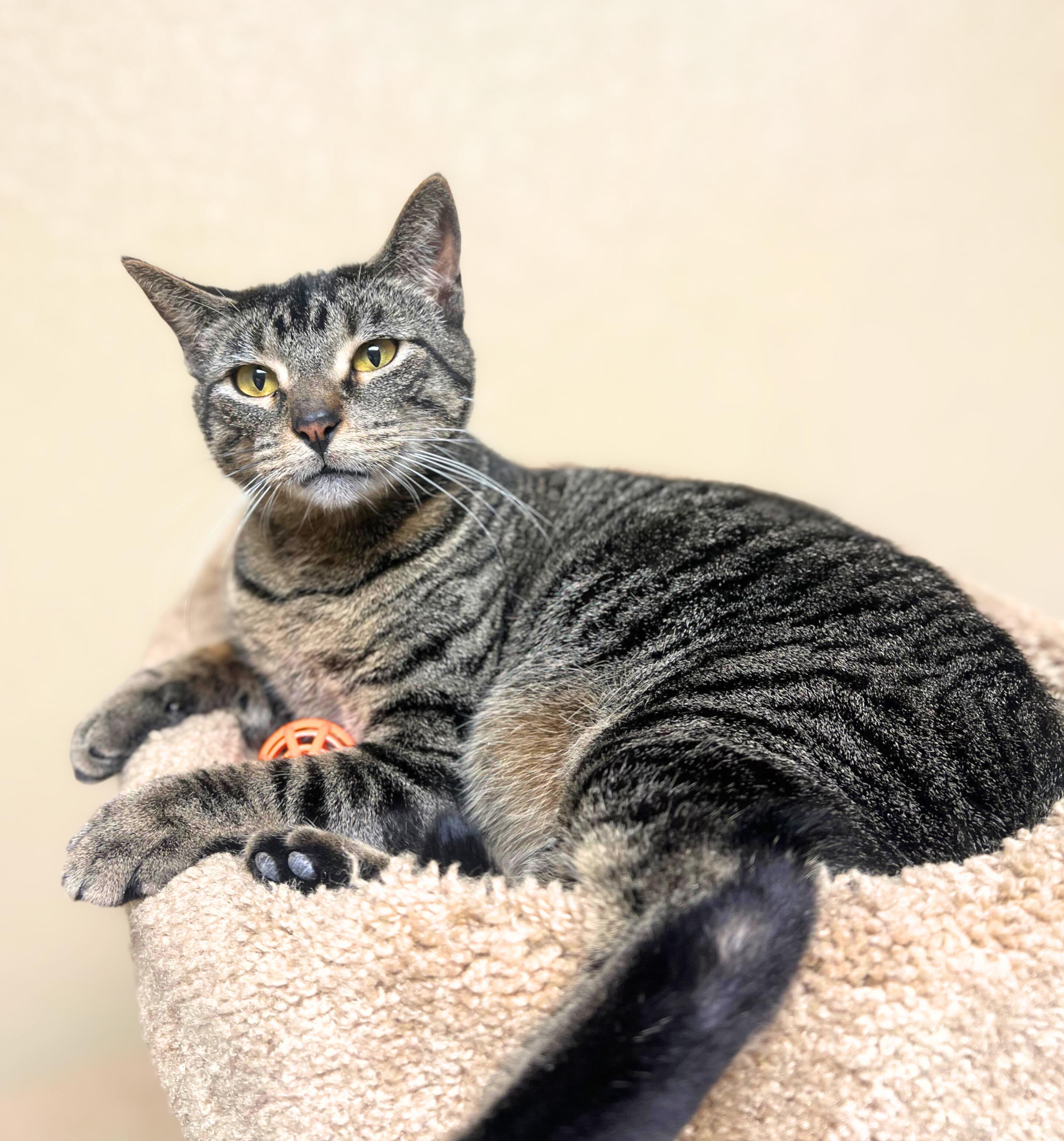 Gabby, a Adoptable Domestic Short Hair in Quincy, IL image 2/2