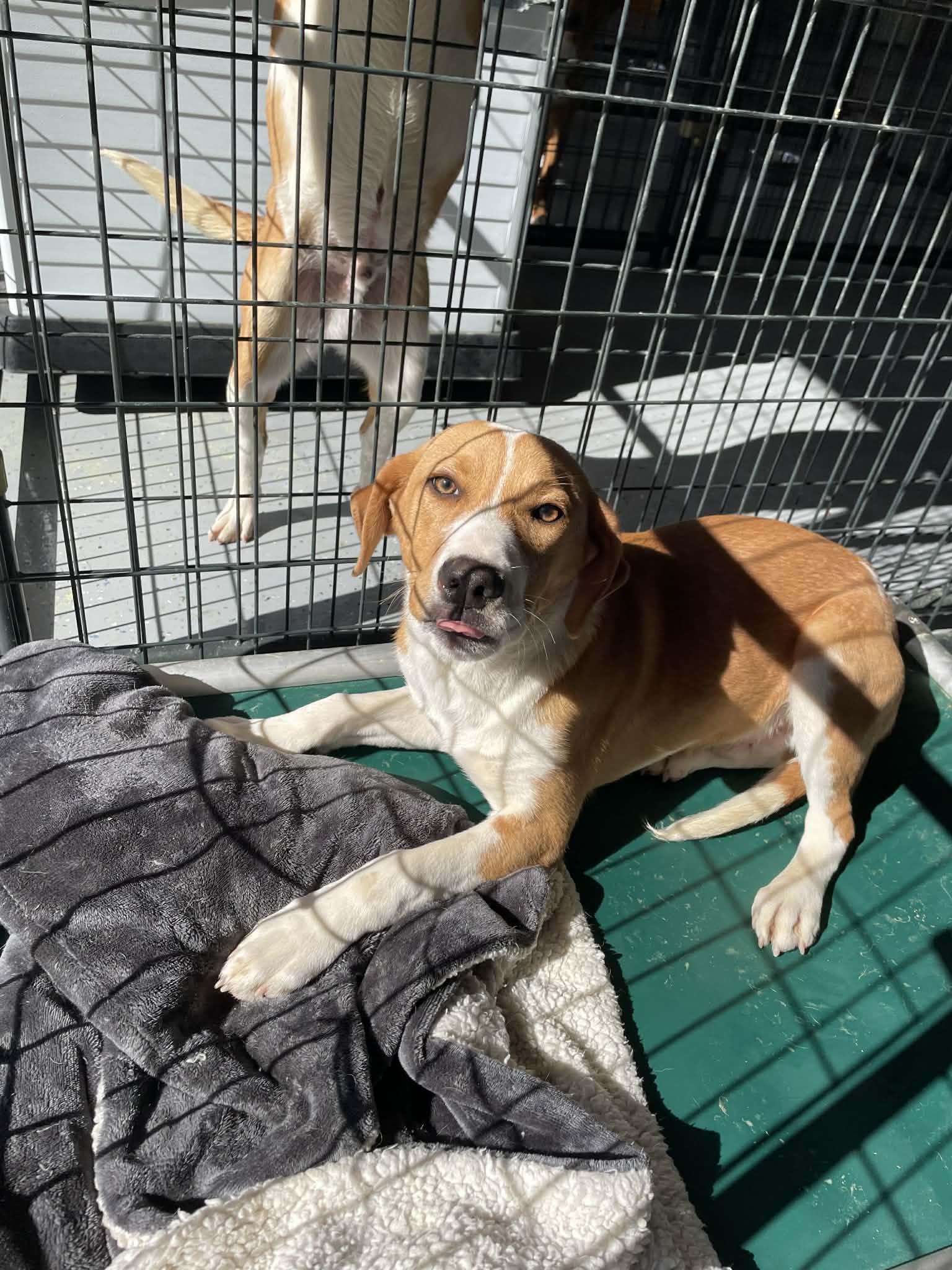 Enlarge Randy, a ADOPTABLE mixed breed in Bishopville, SC image 1/1