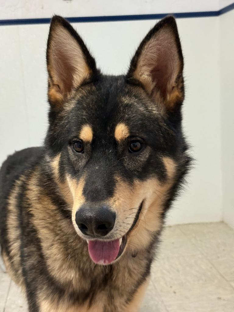 Enlarge Callahan, a Adoptable mixed breed in Brookings, OR image 1/1