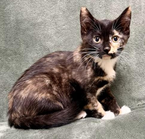 Cady, ADOPTABLE, Young Male Domestic Short Hair.
