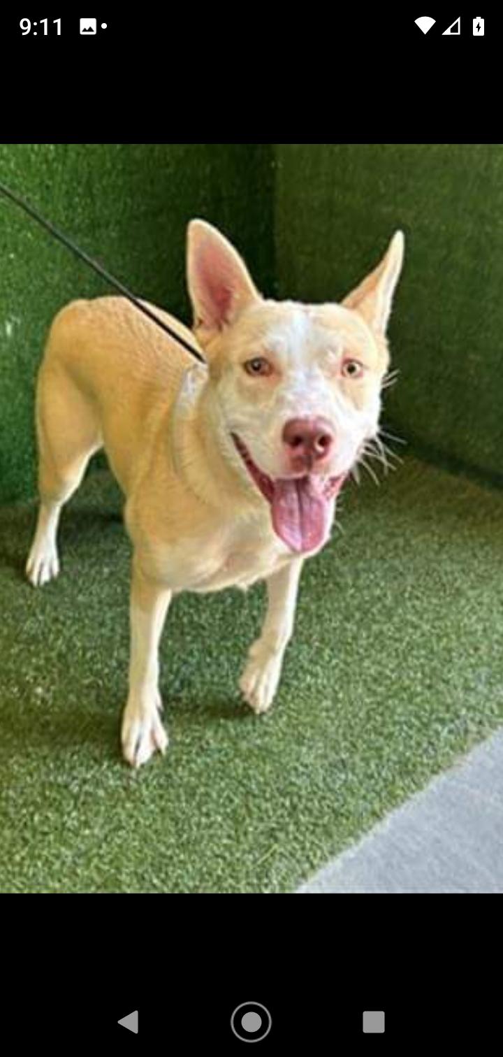 Enlarge Kylie, a Adoptable mixed breed in Seattle, WA image 2/6