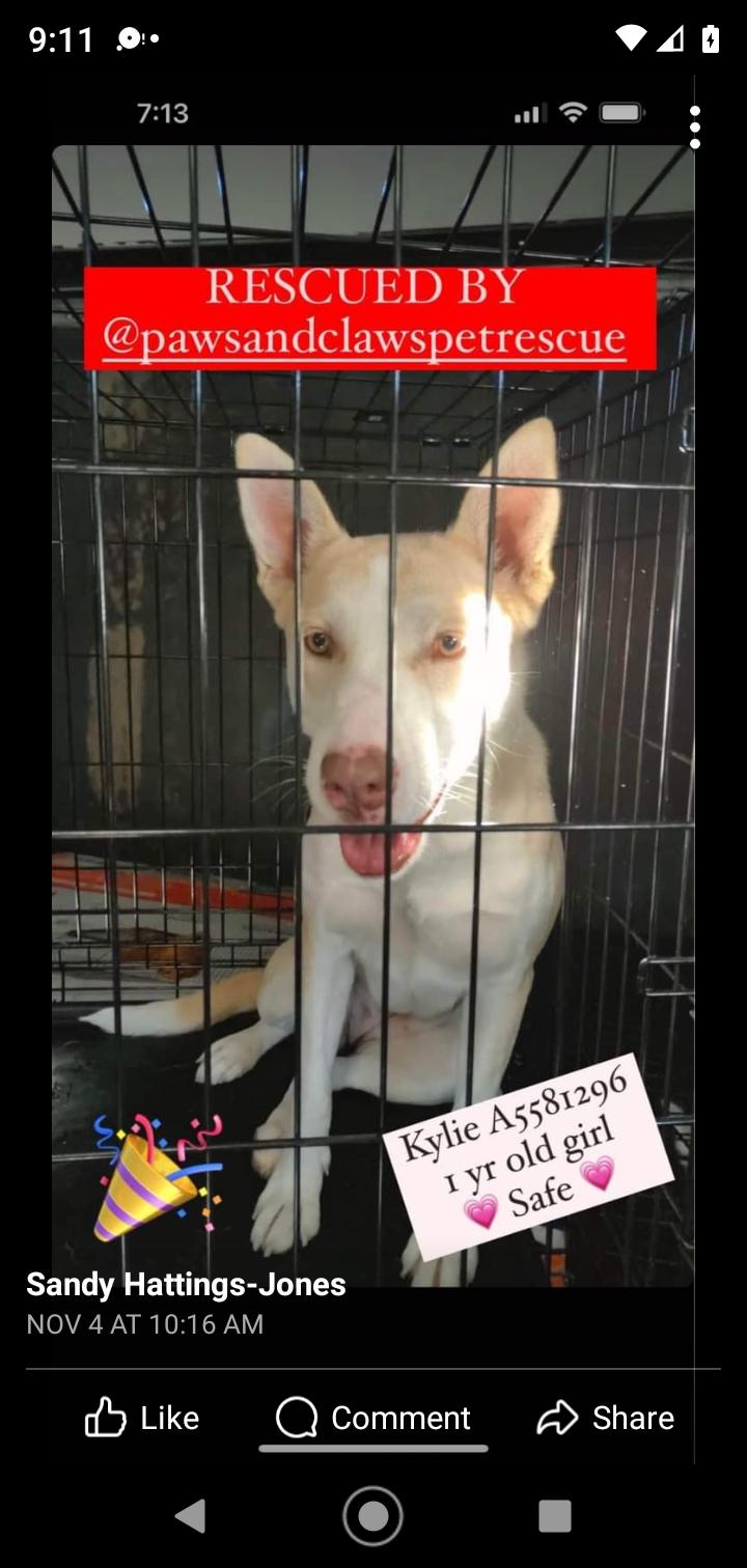 Enlarge Kylie, a Adoptable mixed breed in Seattle, WA image 5/6