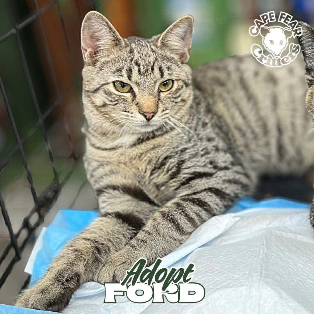 Enlarge Ford, an adopted Domestic Short Hair in Wilmington, NC image 1/2