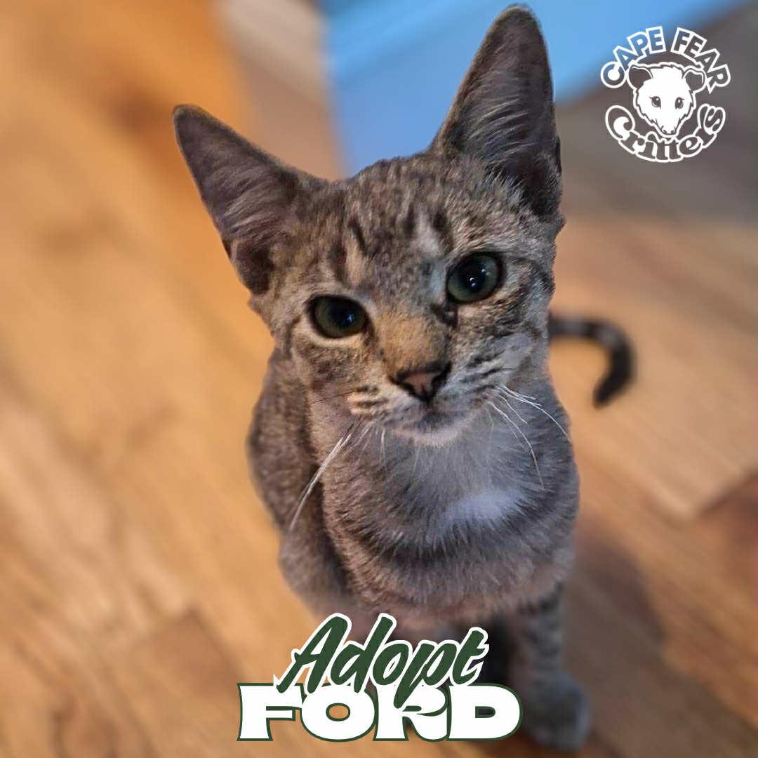 Enlarge Ford, an adopted Domestic Short Hair in Wilmington, NC image 2/2
