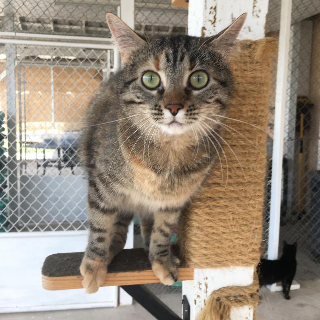 Icing, Adoptable, Adult Female Domestic Short Hair.