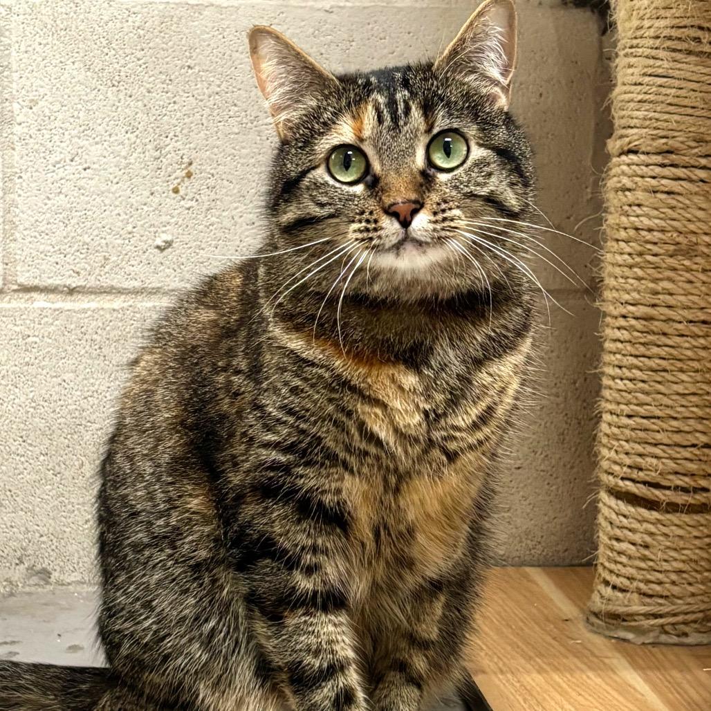 Enlarge Icing, a Adoptable Domestic Short Hair in Laredo, TX image 2/5