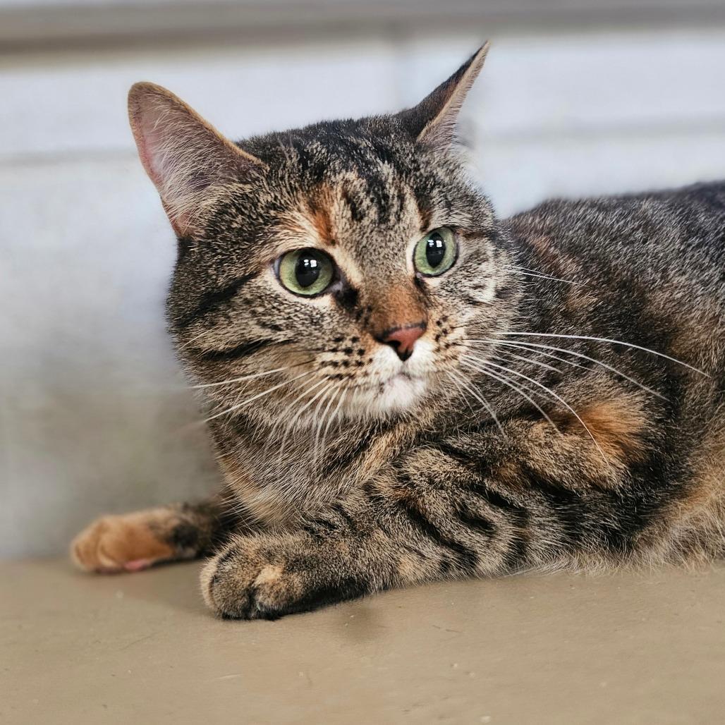 Enlarge Icing, a Adoptable Domestic Short Hair in Laredo, TX image 3/5