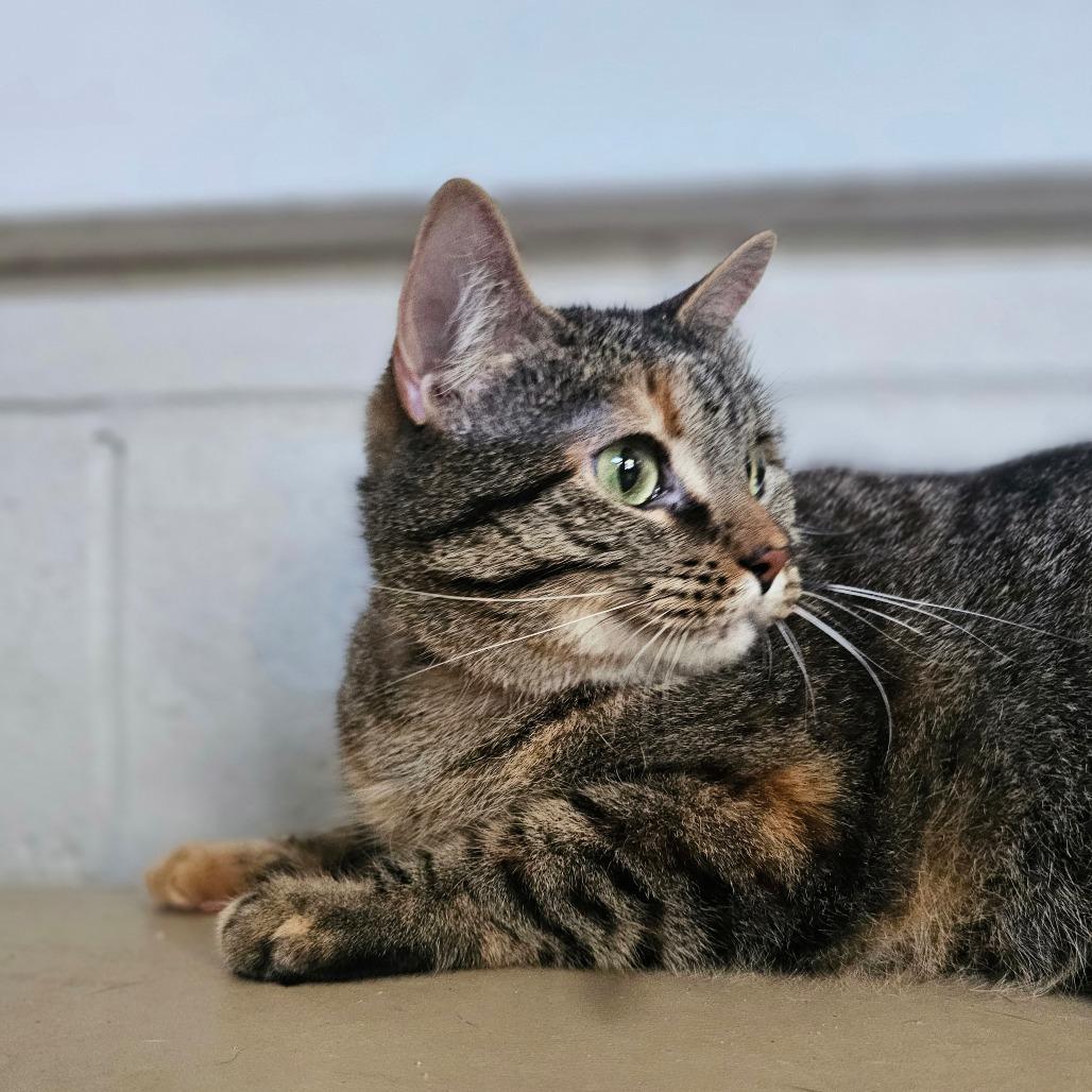 Enlarge Icing, a Adoptable Domestic Short Hair in Laredo, TX image 4/5