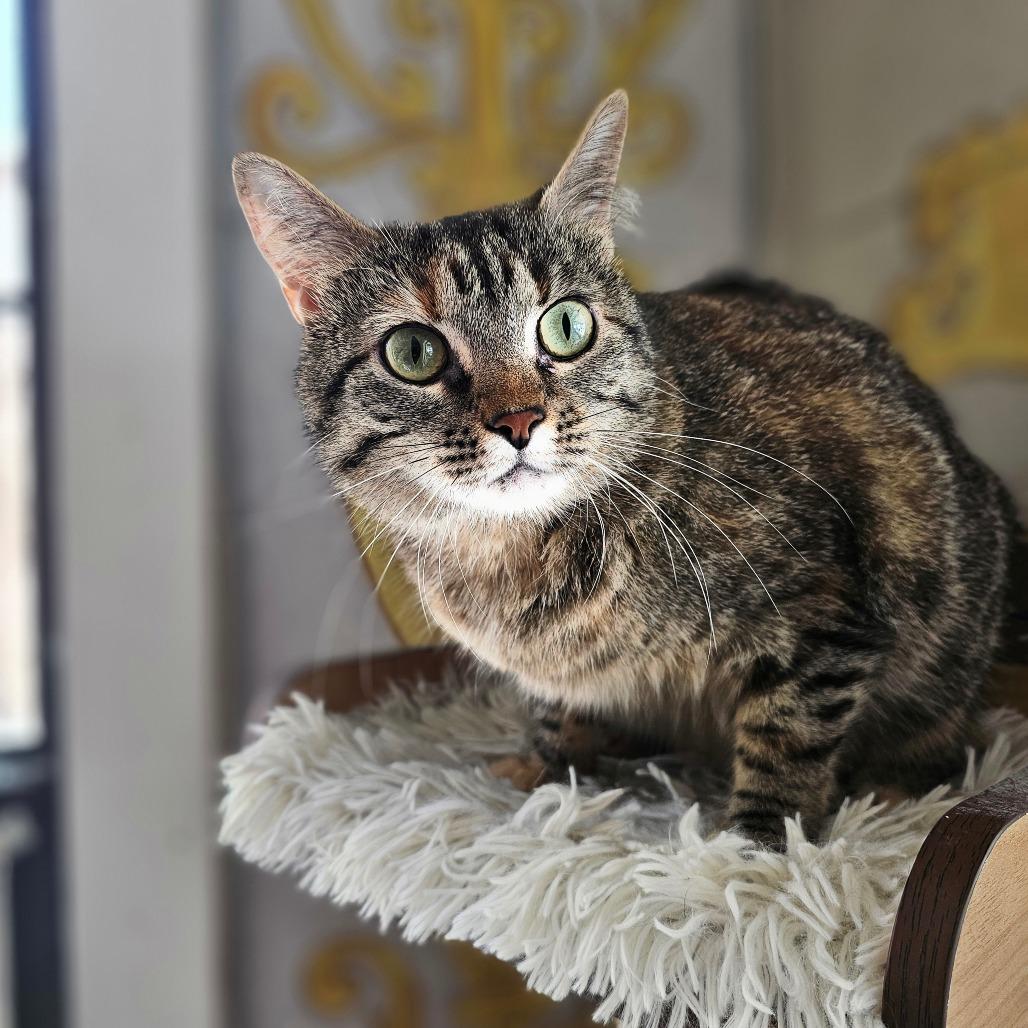 Enlarge Icing, a Adoptable Domestic Short Hair in Laredo, TX image 5/5